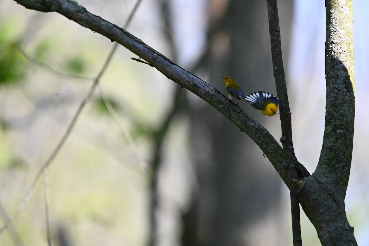 Prothonotary Warbler - ML619767107