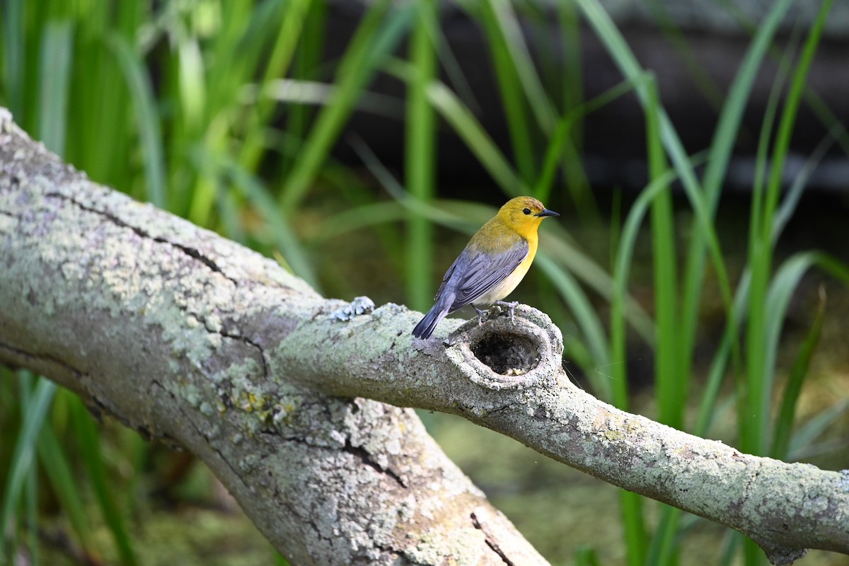 Prothonotary Warbler - ML619767108
