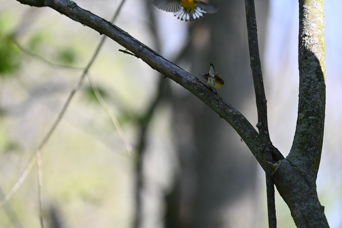Prothonotary Warbler - ML619767109