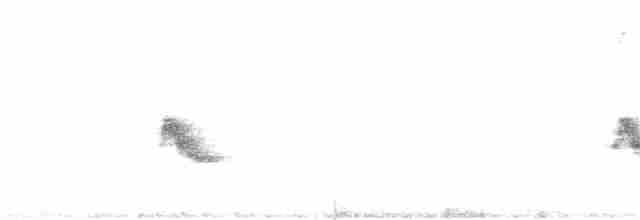 Пестрогорлый соловьиный дрозд - ML61976711