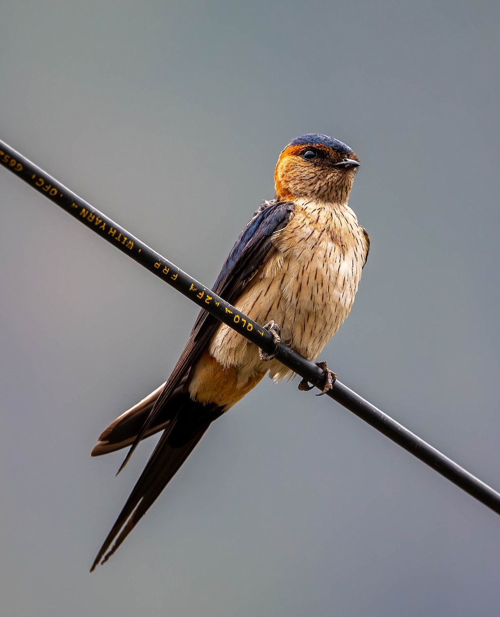 Red-rumped Swallow - ML619767118