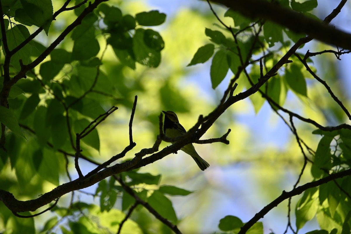 Black-throated Green Warbler - ML619767143