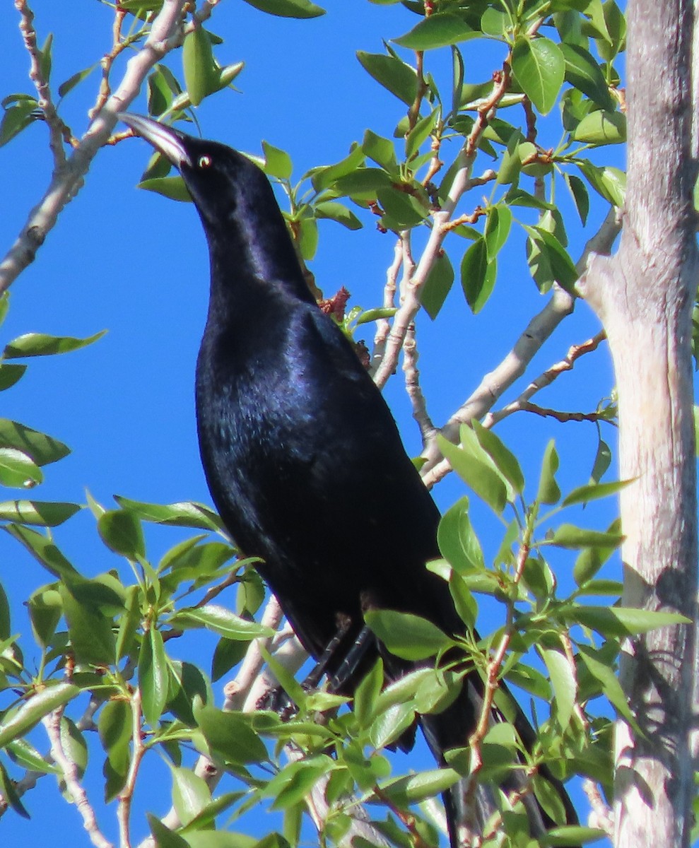 Great-tailed Grackle - ML619767163