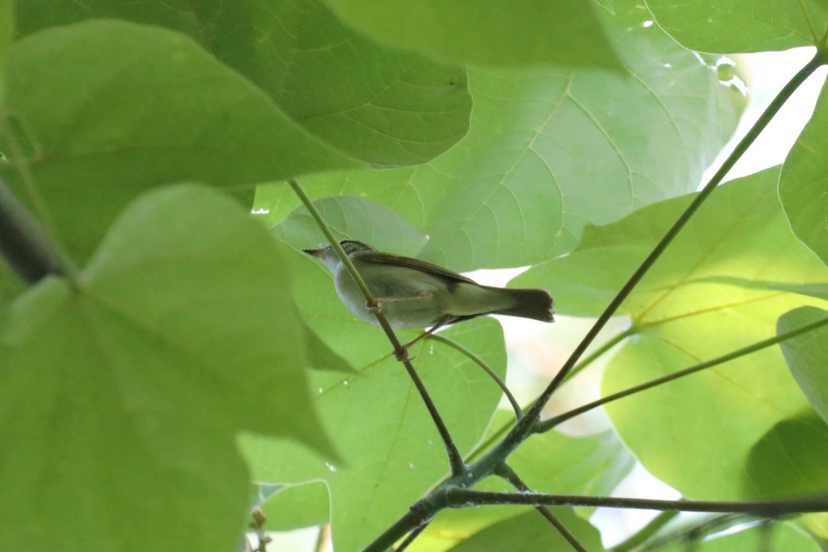Pale-legged Leaf Warbler - ML619767197