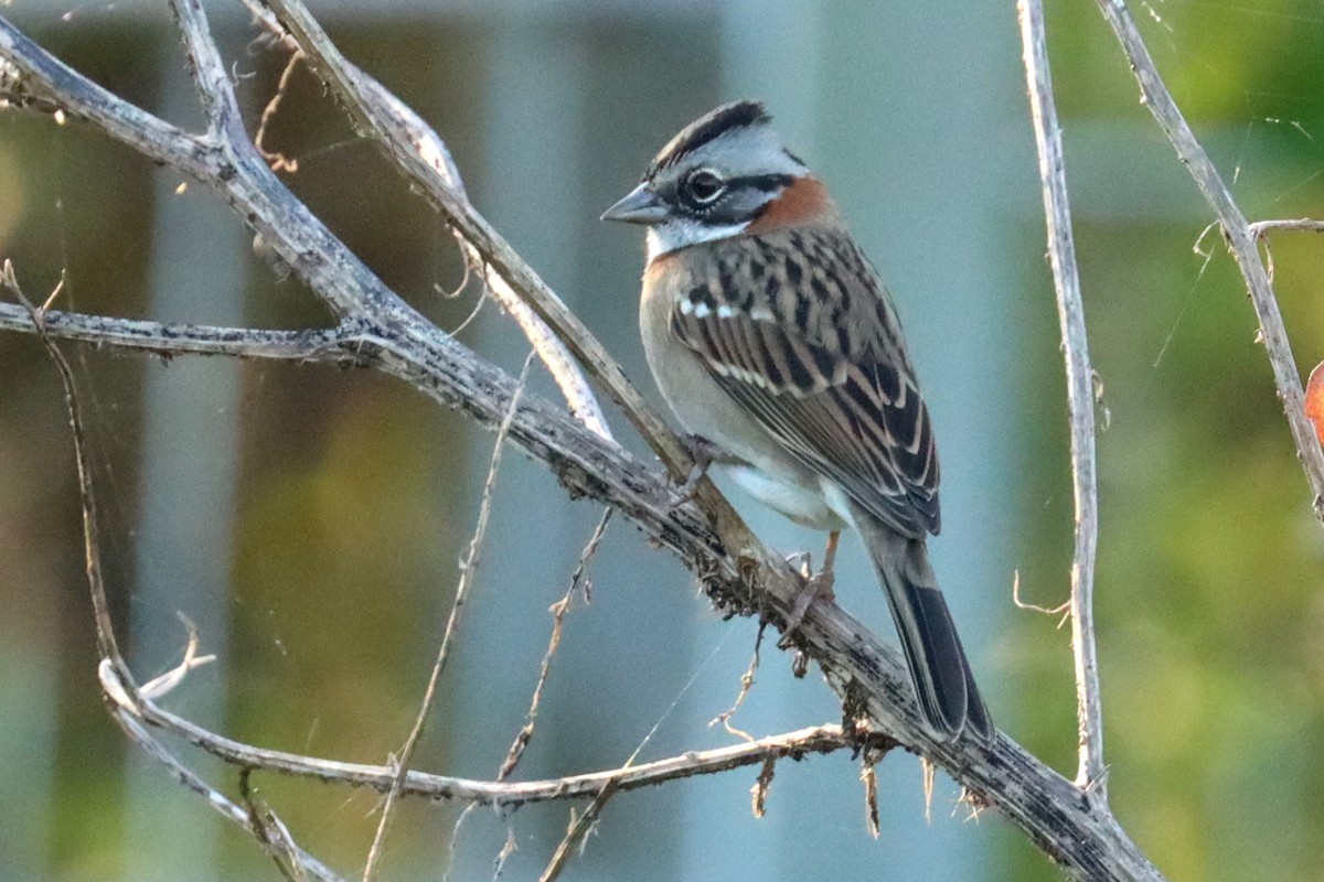Rufous-collared Sparrow - ML619767262