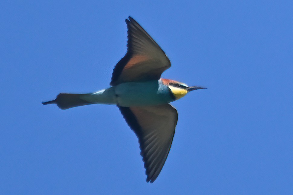 European Bee-eater - ML619767263