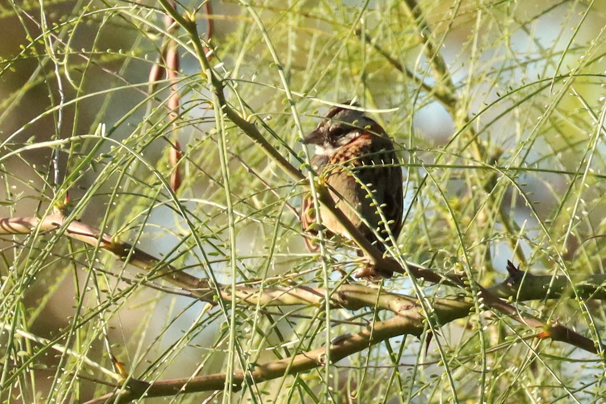 Rufous-collared Sparrow - ML619767264
