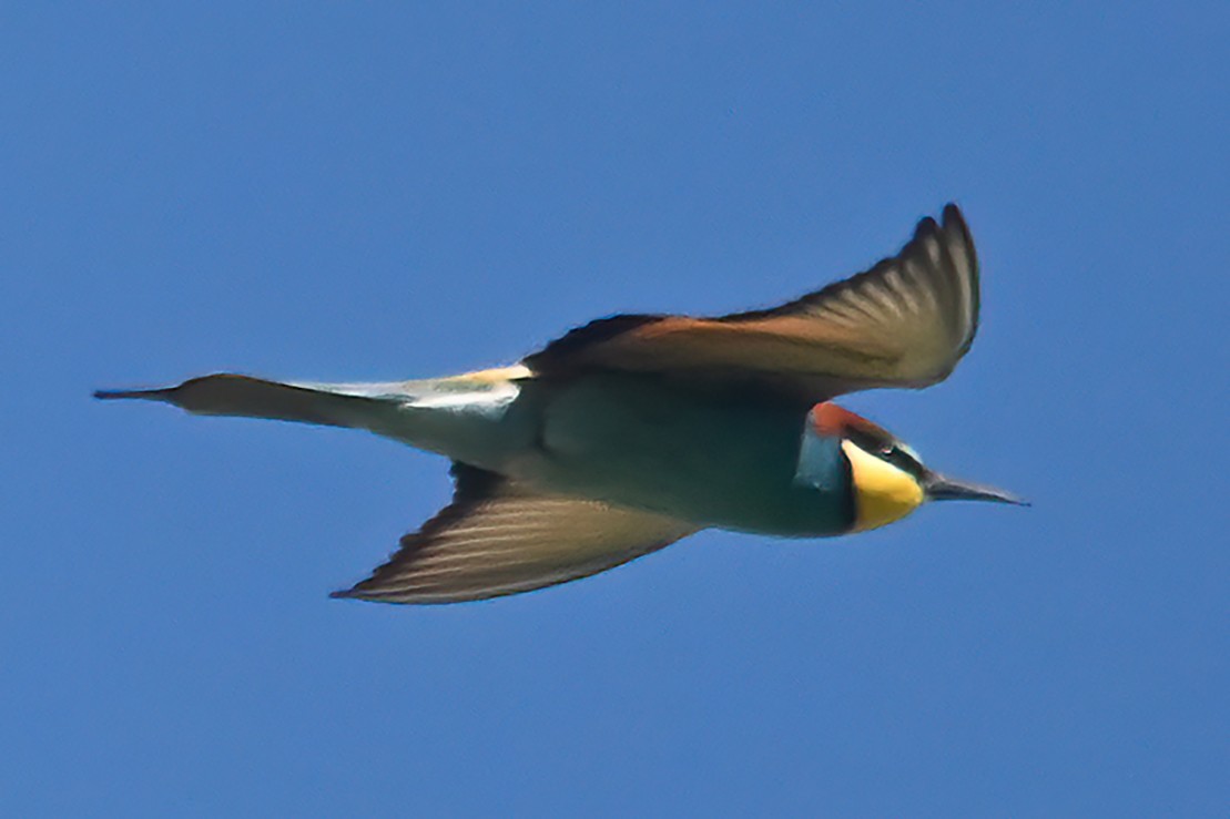 European Bee-eater - ML619767265