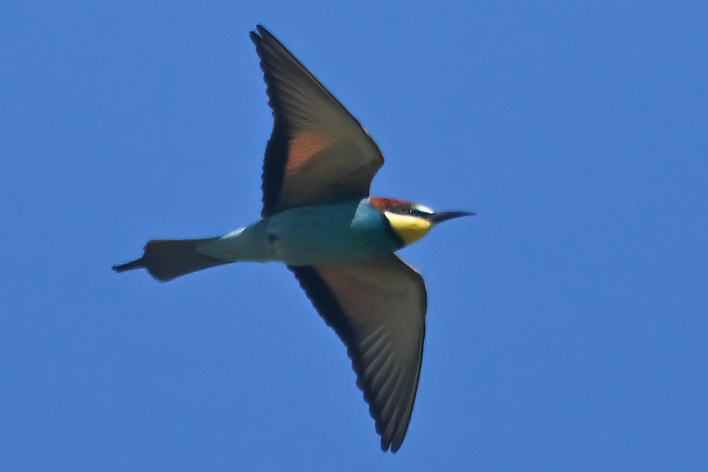 European Bee-eater - ML619767266