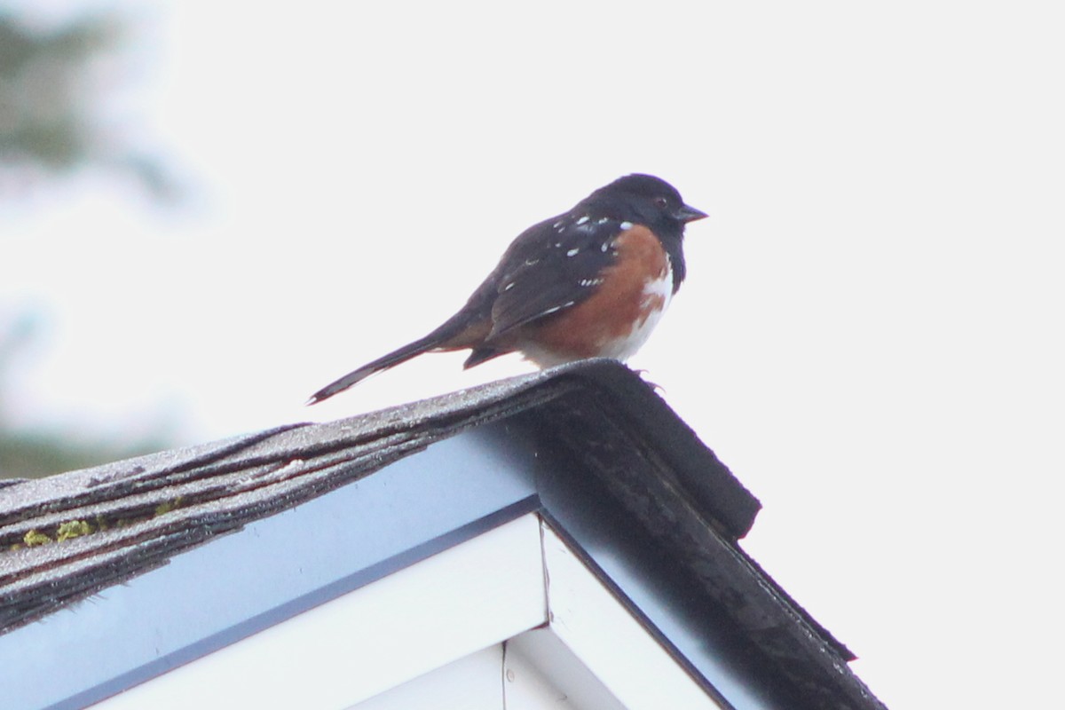 Spotted Towhee - ML619767298