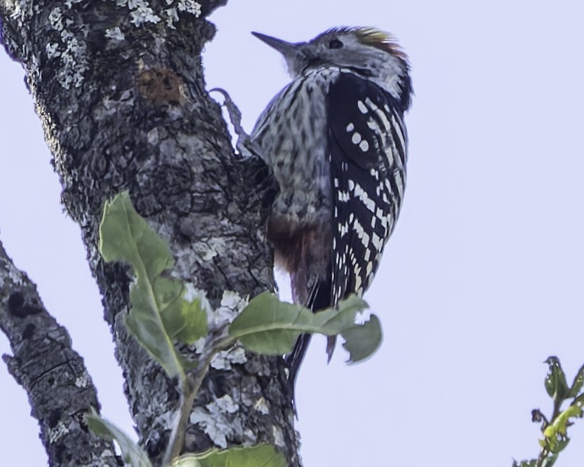 Brown-fronted Woodpecker - ML619767377
