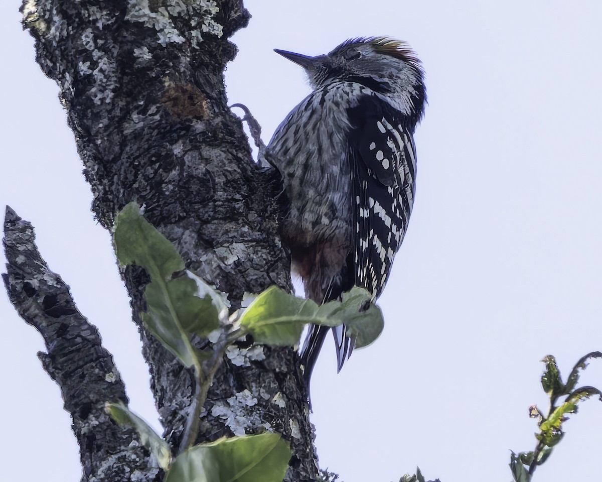Brown-fronted Woodpecker - ML619767378
