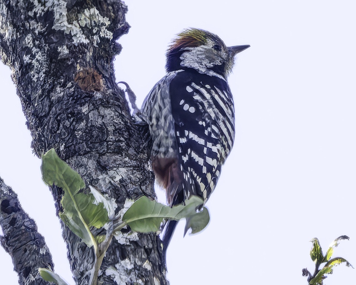Brown-fronted Woodpecker - ML619767379