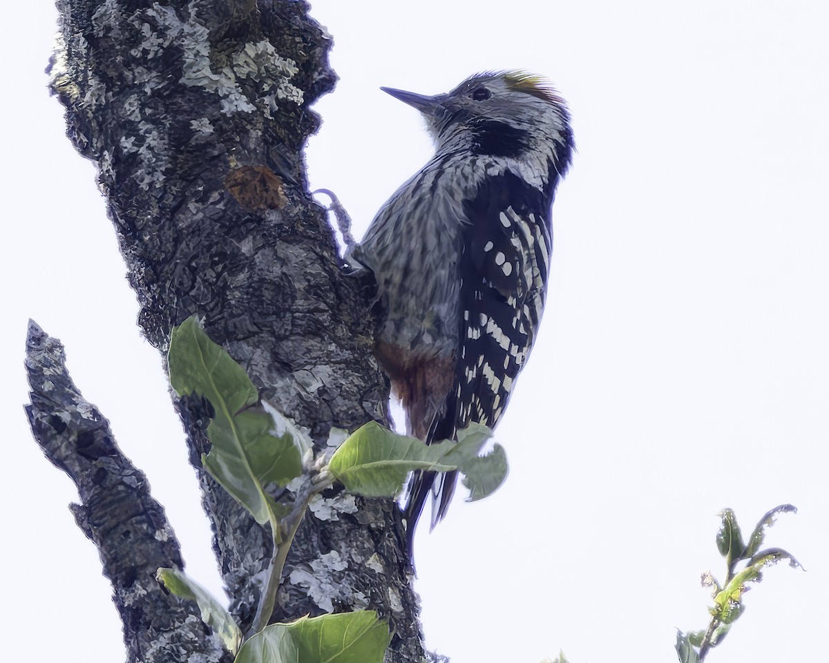 Brown-fronted Woodpecker - ML619767380