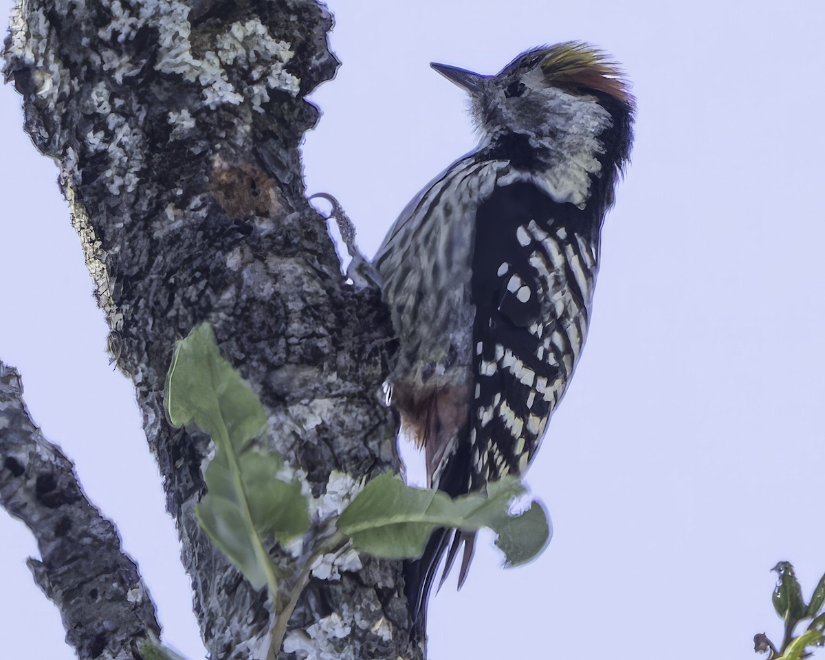 Brown-fronted Woodpecker - ML619767381