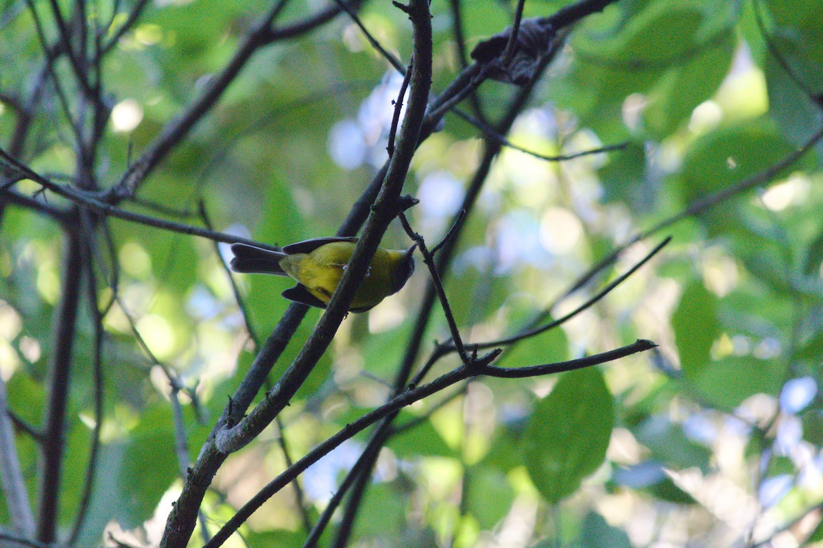 Golden-crowned Warbler - ML619767384