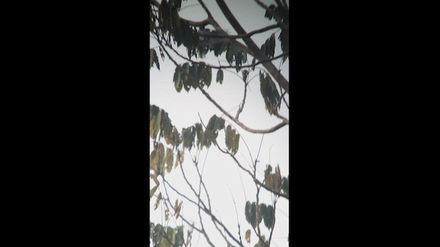 Tityre à queue blanche (espèce non reconnue) - ML619767386