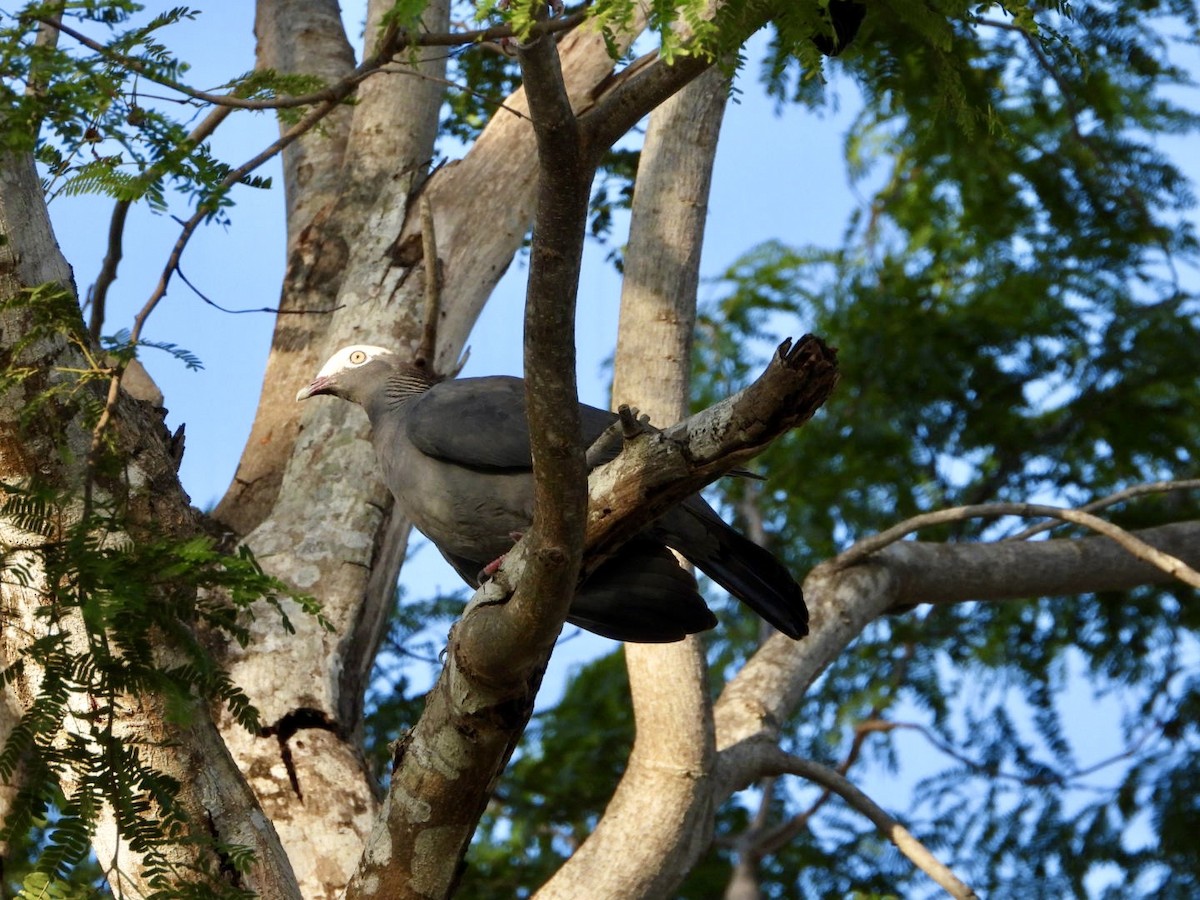 White-crowned Pigeon - ML619767417