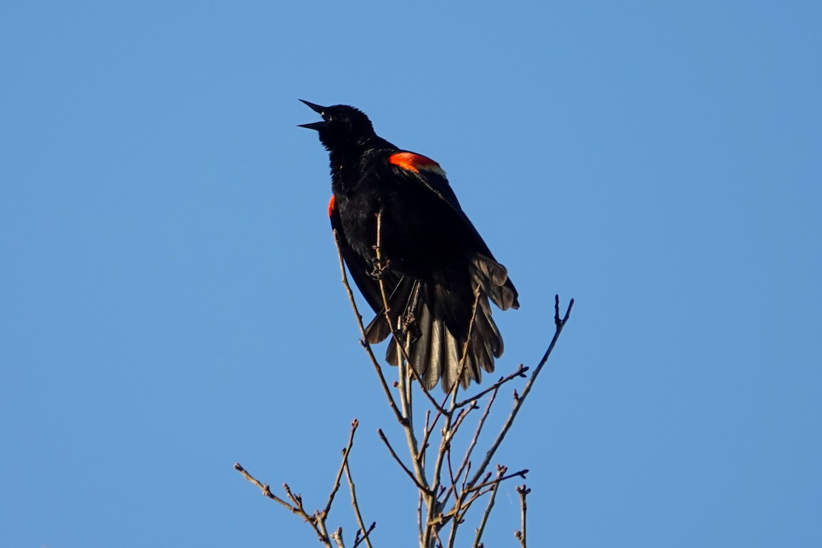 Red-winged Blackbird - ML619767510