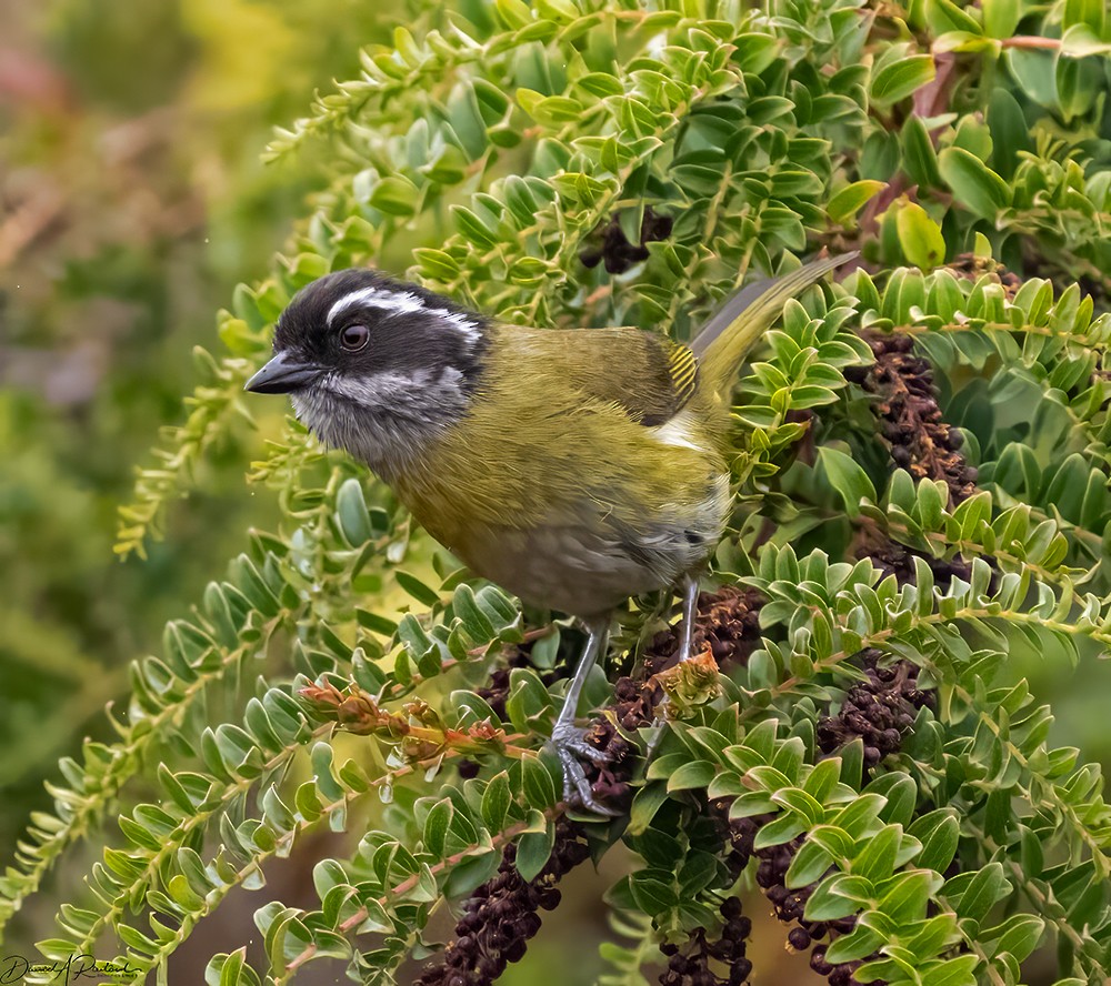 Sooty-capped Chlorospingus - ML619767515