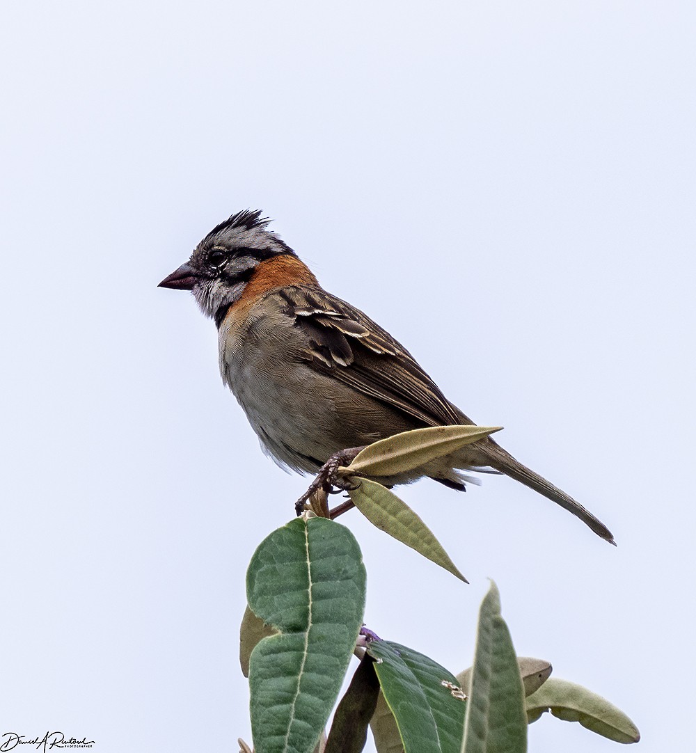 Rufous-collared Sparrow - ML619767531