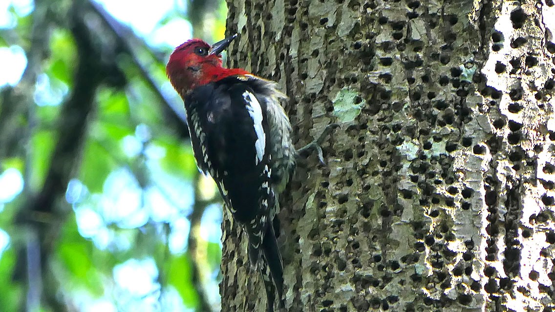 Red-breasted Sapsucker - ML619767539