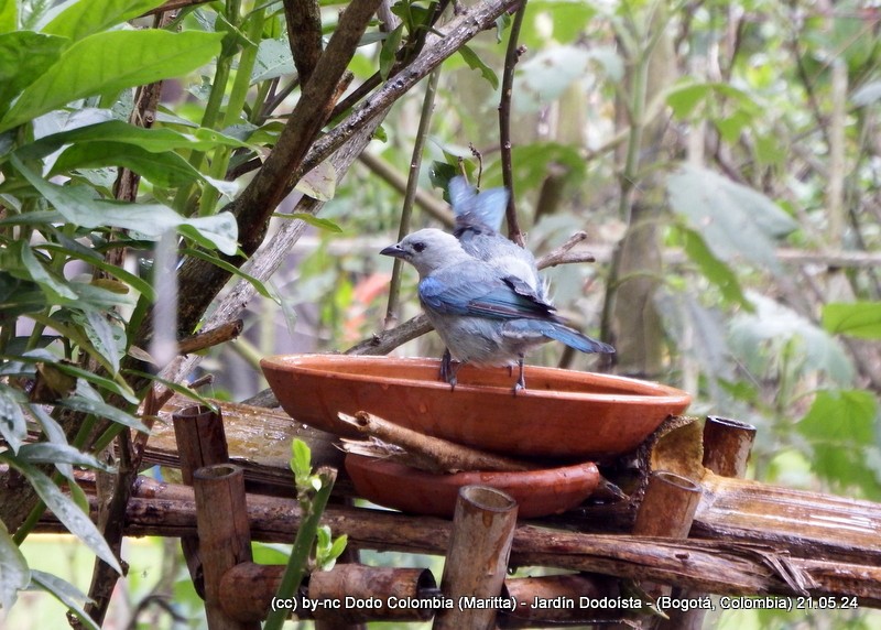 Blue-gray Tanager - ML619767548