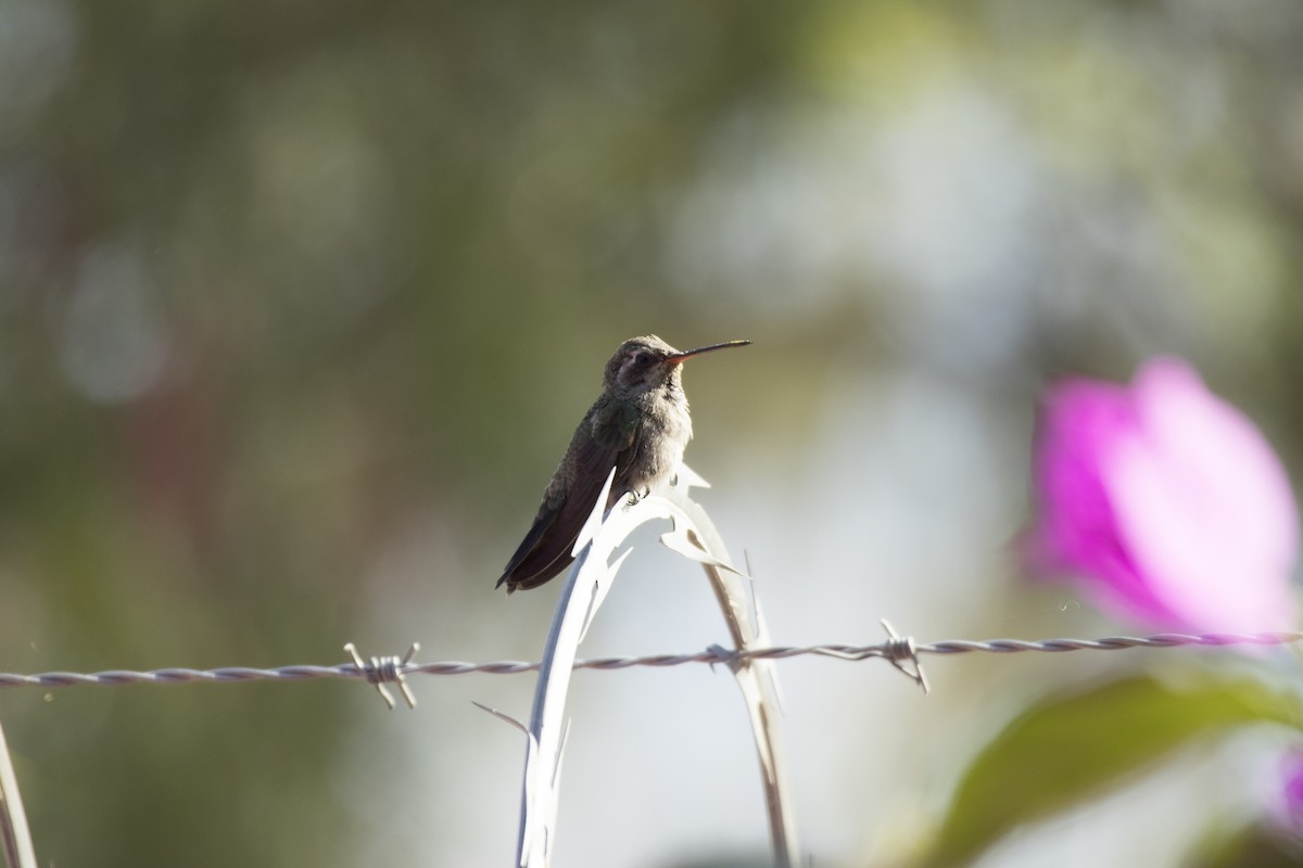 Broad-billed Hummingbird - ML619767556