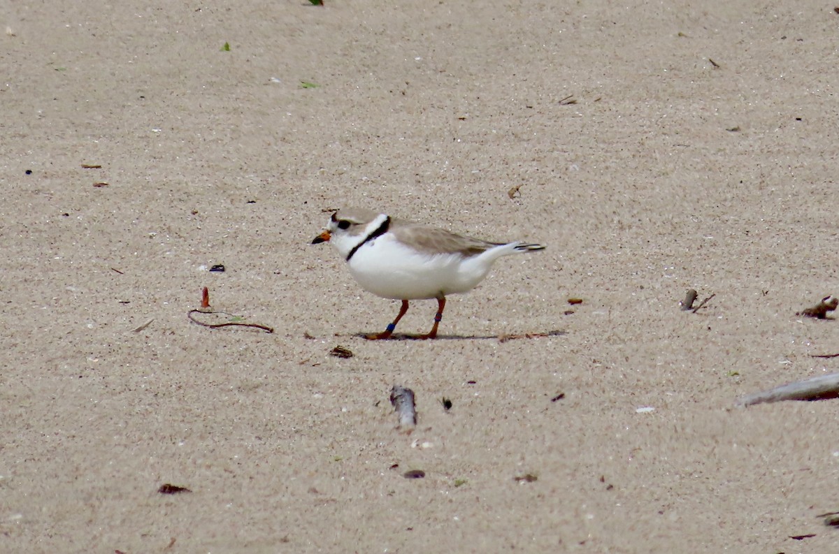 Piping Plover - ML619767564