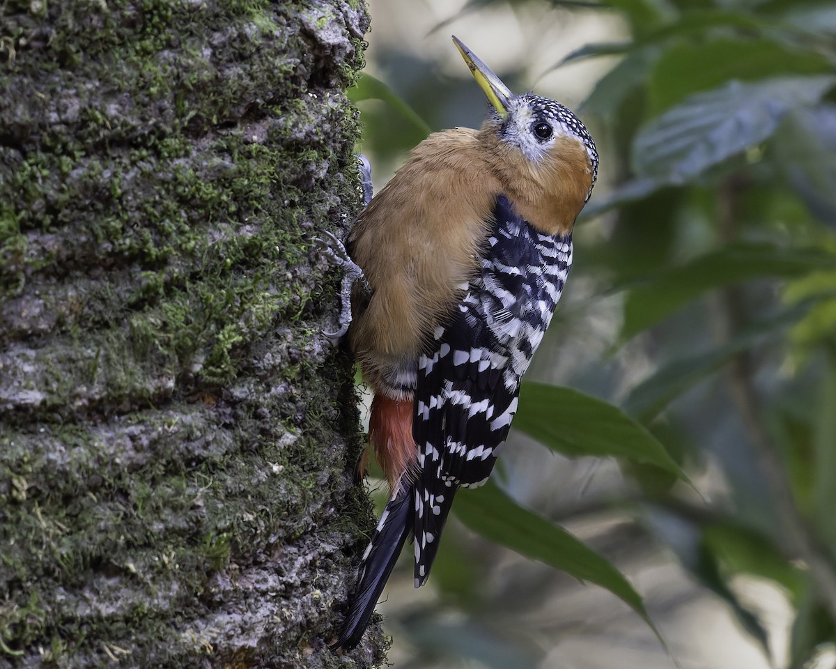 Rufous-bellied Woodpecker - ML619767643