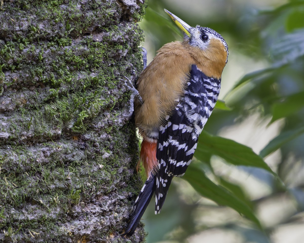 Rufous-bellied Woodpecker - ML619767644
