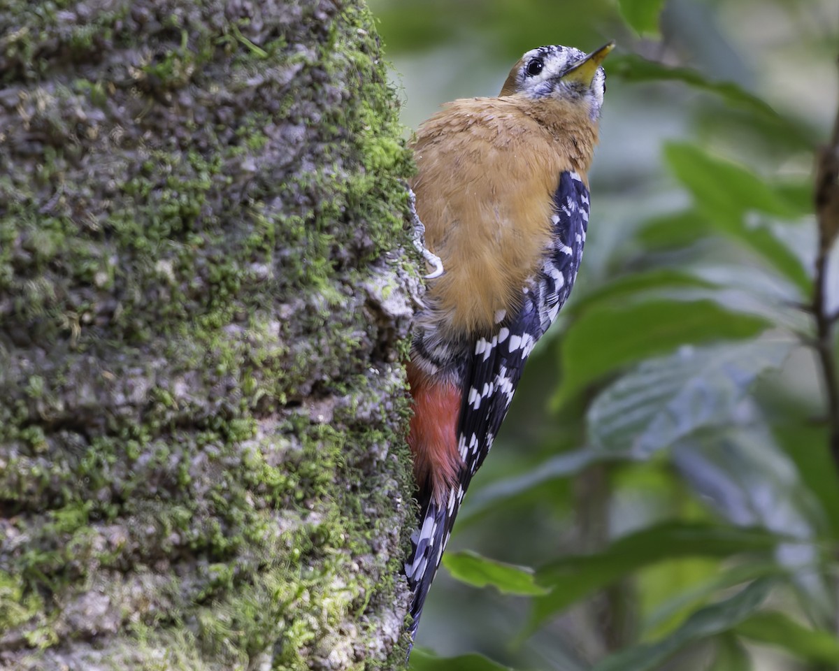 Rufous-bellied Woodpecker - ML619767645