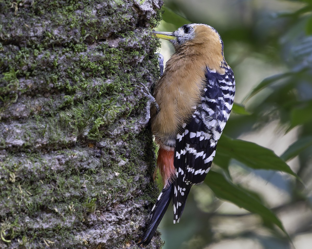 Rufous-bellied Woodpecker - ML619767646