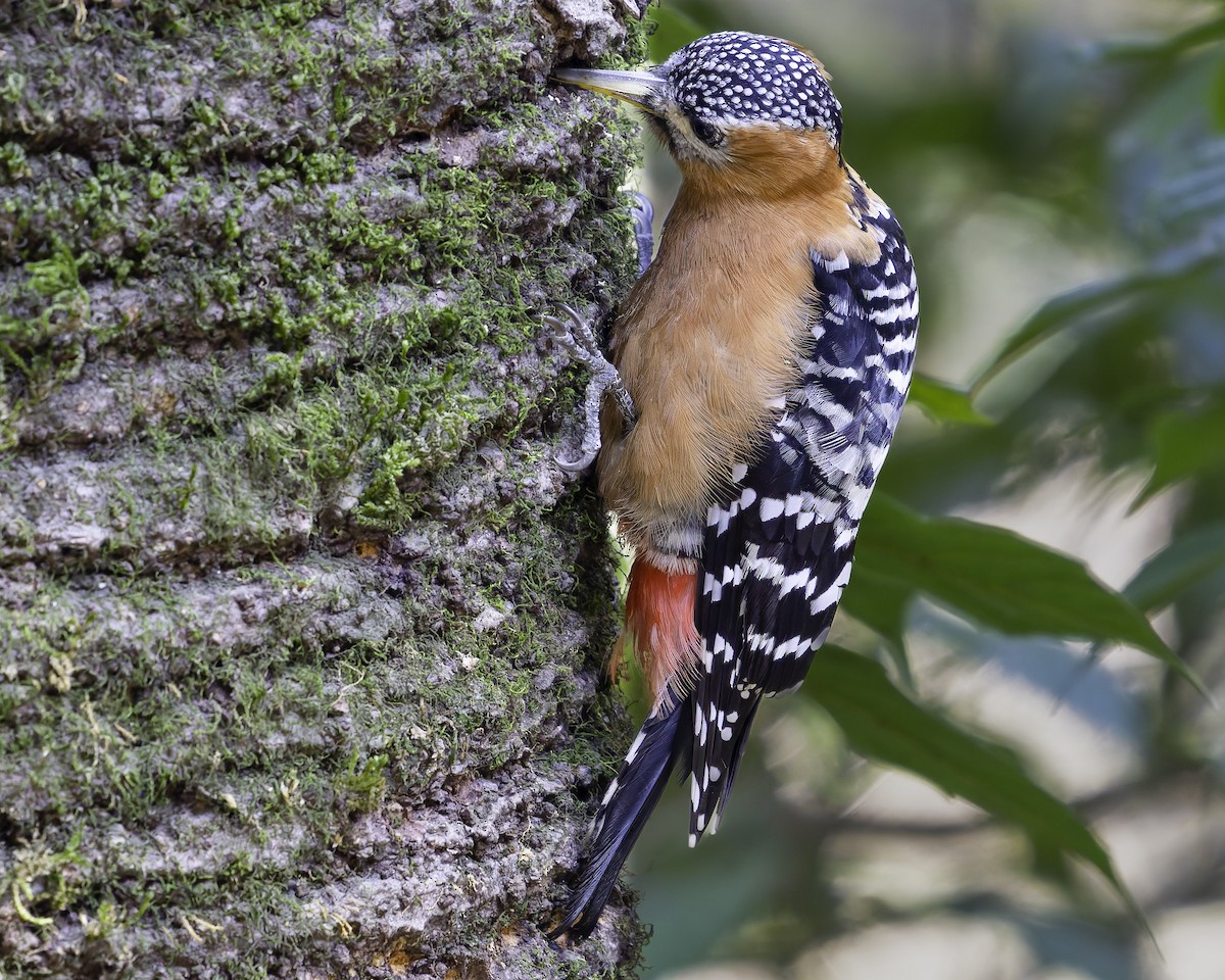 Rufous-bellied Woodpecker - ML619767647