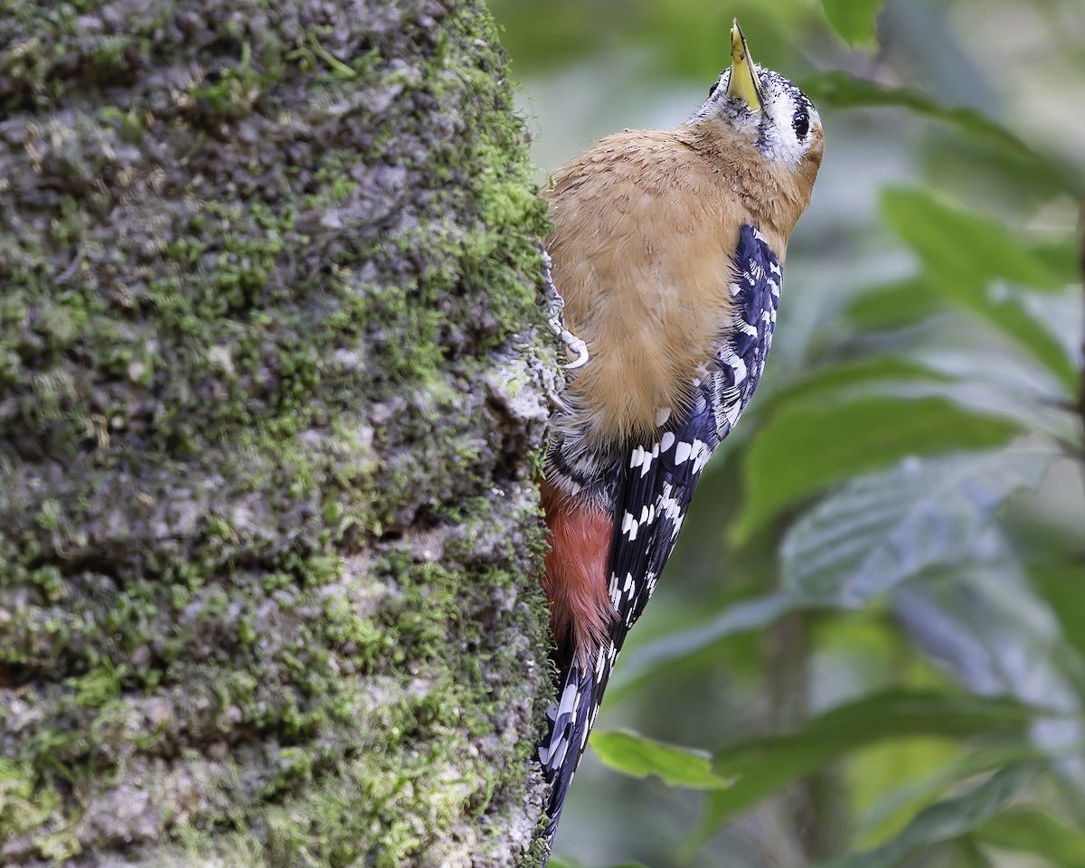 Rufous-bellied Woodpecker - ML619767648