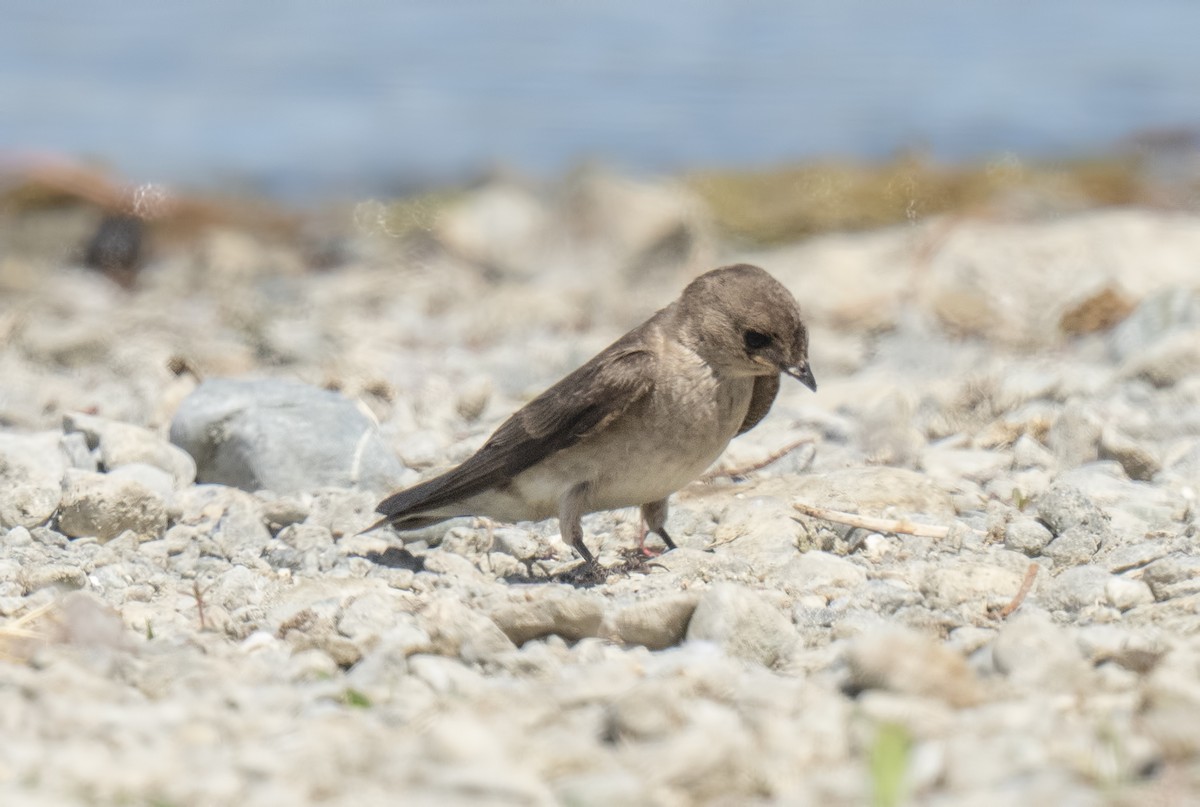 Northern Rough-winged Swallow - ML619767768