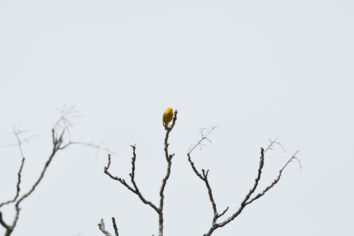 Yellow Warbler (Northern) - ML619767973