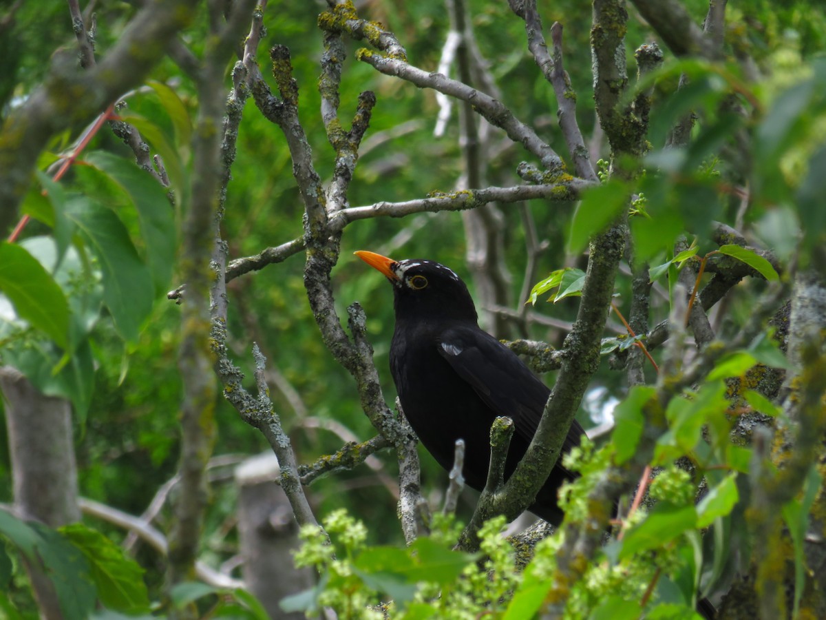 Eurasian Blackbird - ML619767993