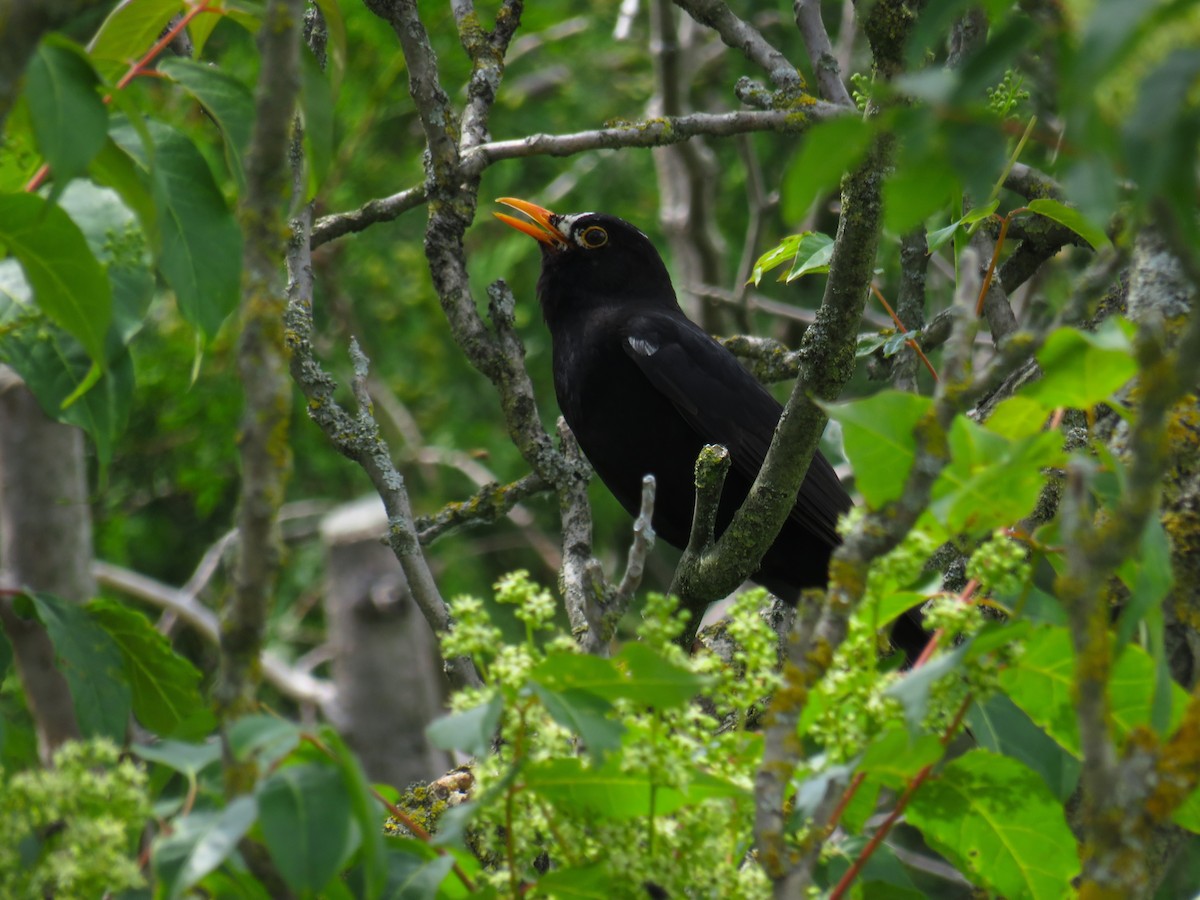 Eurasian Blackbird - ML619767994