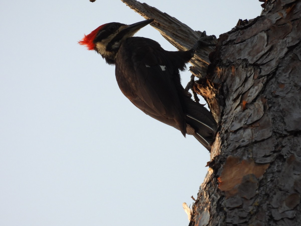 Pileated Woodpecker - ML619768048