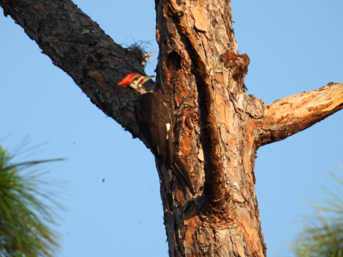 Pileated Woodpecker - ML619768050
