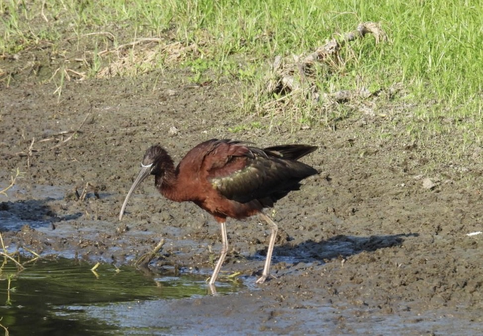 ibis hnědý - ML619768057