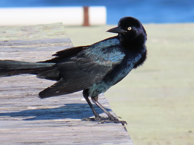 Boat-tailed Grackle - ML619768160