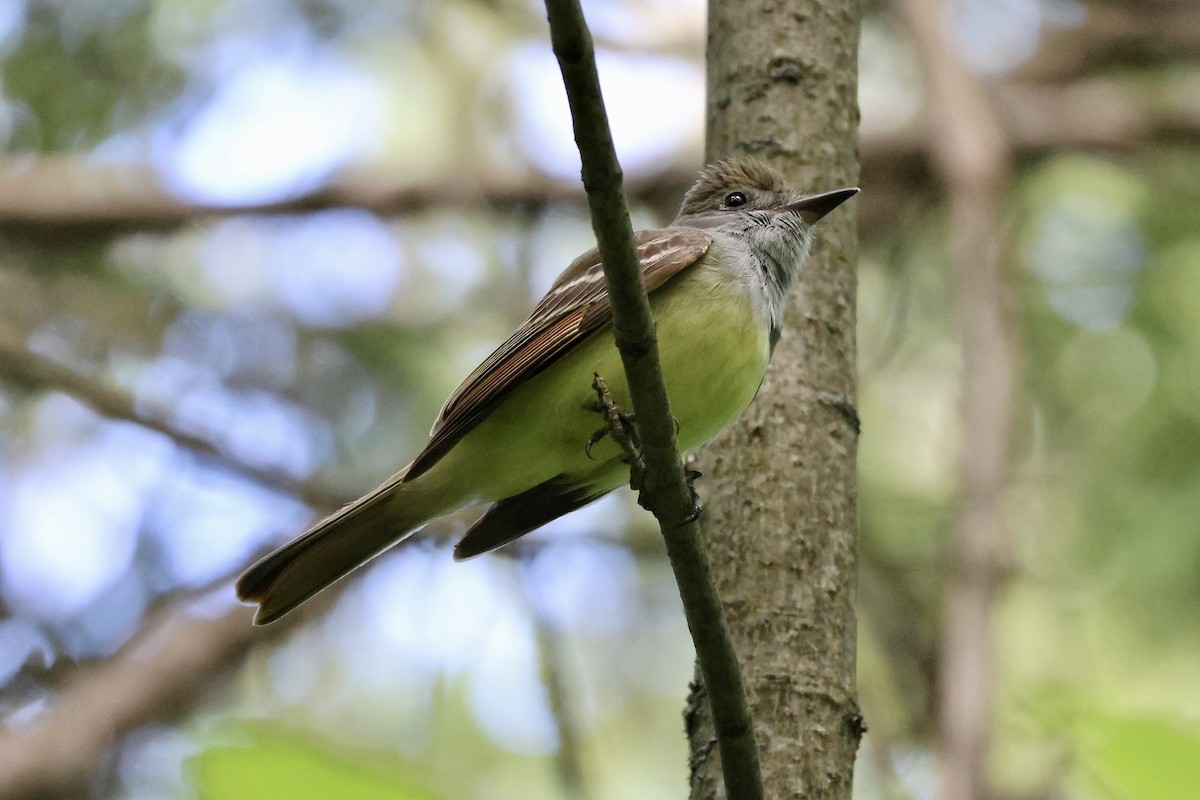 Great Crested Flycatcher - ML619768163