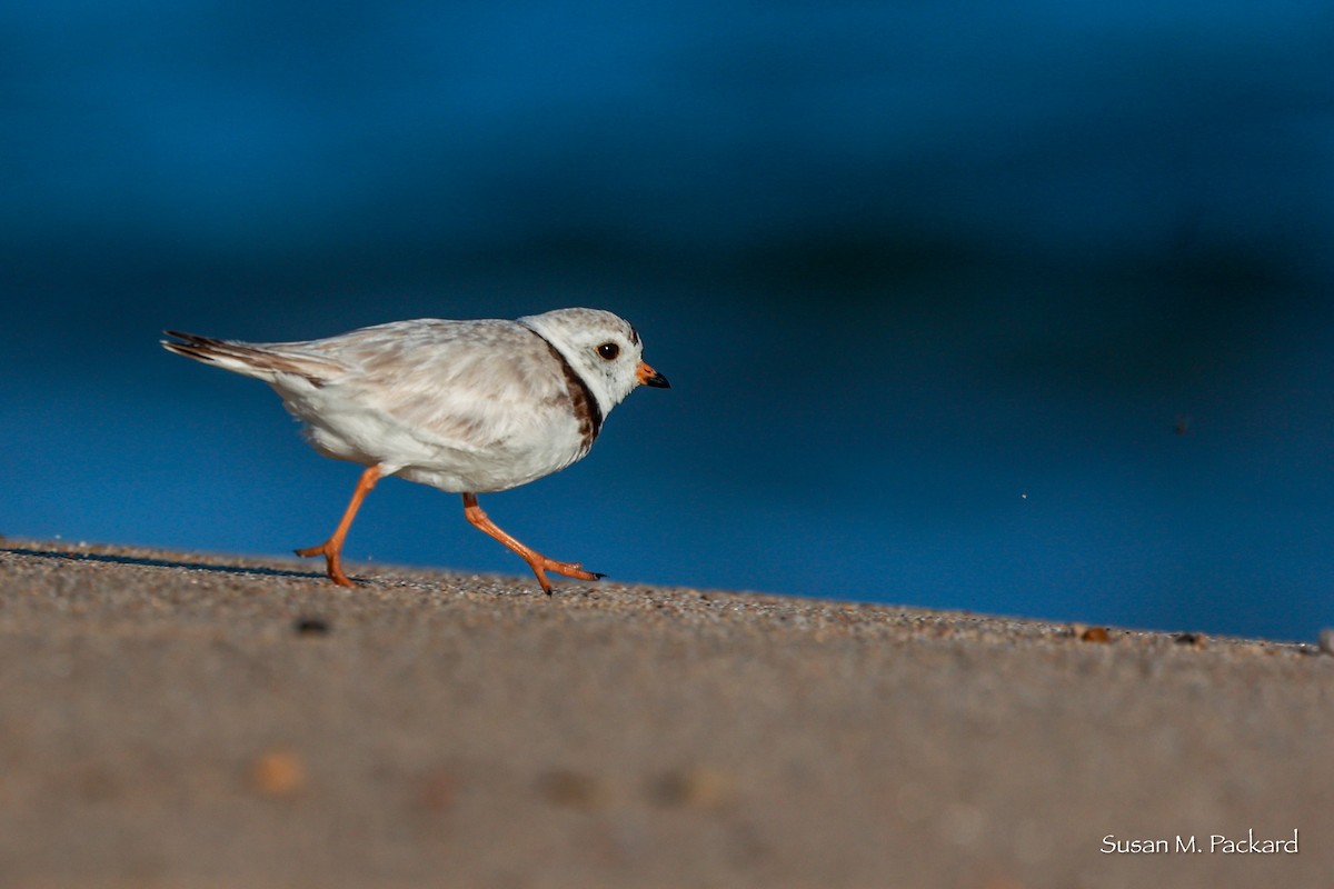 Piping Plover - ML619768182