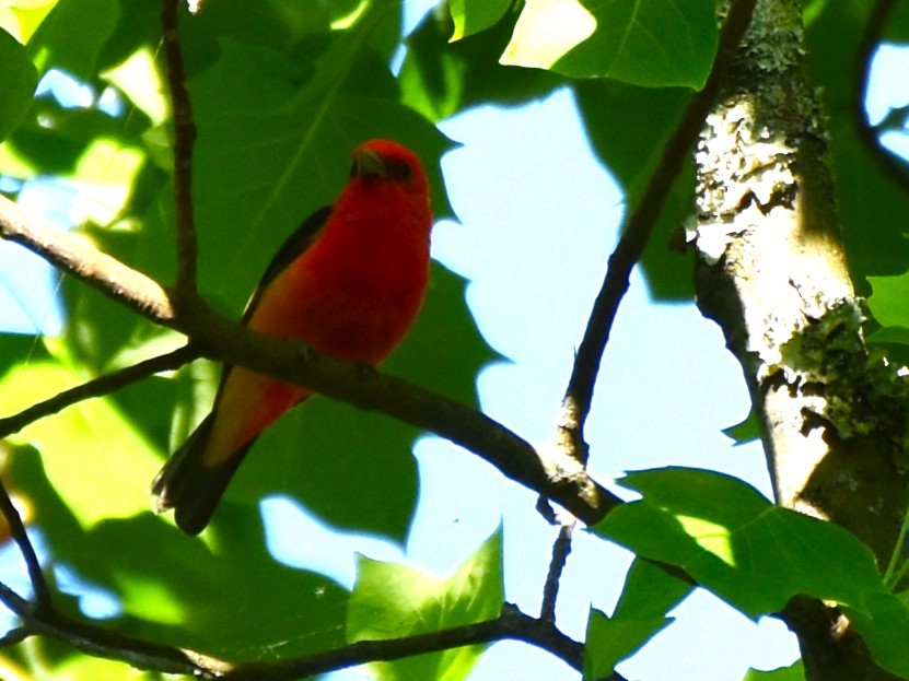 Scarlet Tanager - ML619768221