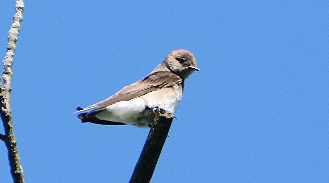 Northern Rough-winged Swallow - ML619768234