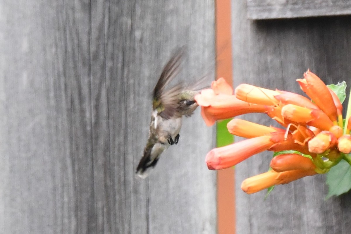 Black-chinned Hummingbird - ML619768284