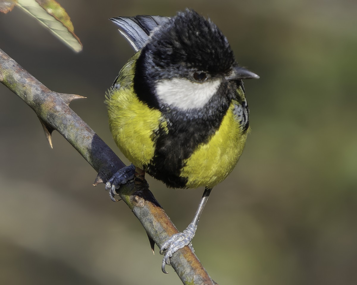 Green-backed Tit - ML619768295