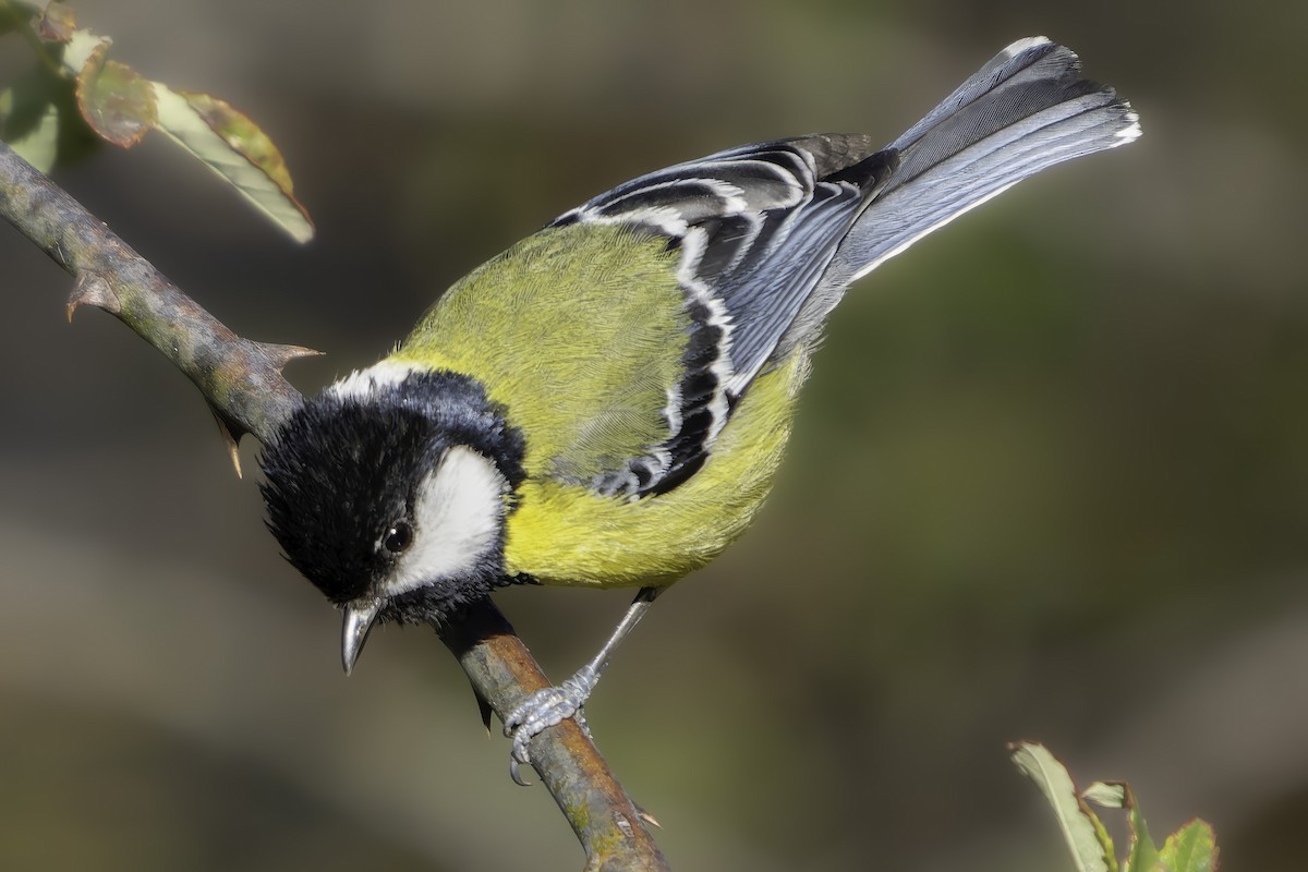Green-backed Tit - ML619768296